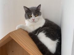 -Catmate·猫肥家润(金润铂宫店)