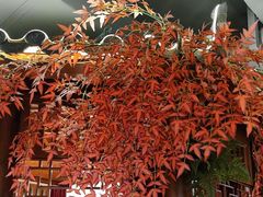 -肖记公安牛肉鱼杂馆· 省级非物质文化遗产(仁和路店)