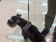 -帕帕拉兹宠物(亚洲旗舰店)