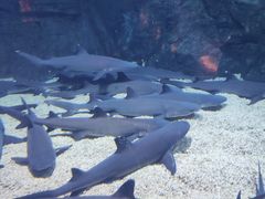 -烟台海昌鲸鲨海洋公园