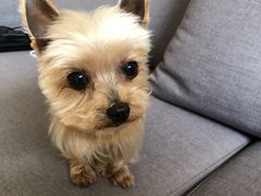 -PETKIT小佩宠物(古北店)