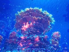 -海合安武汉极地海洋公园