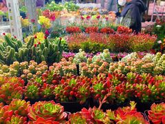 -花鸟鱼虫鲜花绿植市场(玉泉路店)