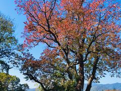 -塔川景区