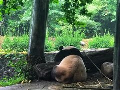 -都江堰中华大熊猫苑