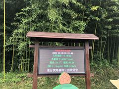 -黄海国家森林公园