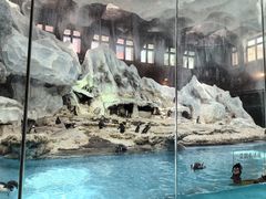 -帝企鹅自助餐厅•儿童岛•真企鹅(长隆企鹅酒店)