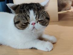 -瞄一喵猫咖(格力海岸店)