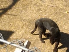 -石家庄市动物园