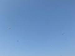 -西京湾花海