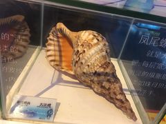 -贝壳梦幻世界