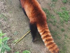 -栾川竹海野生动物园