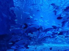 -太平洋海底世界