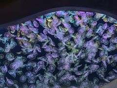 -海合安天津极地海洋公园
