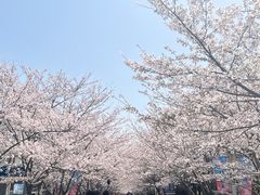 -高东镇樱花园