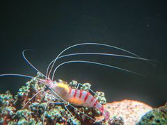 -暹罗海洋世界