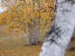 -乌兰布统景区-白桦林