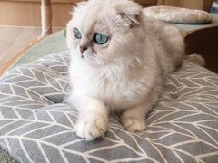 -CAT’S MEWSTAR CAFE·喵星球猫屋(晴湾咖啡店)