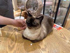 -藏猫猫咖啡主题馆(中央大道店)