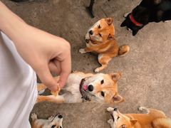 -柴犬高等学院·狗咖·柴犬售卖·宠物训练