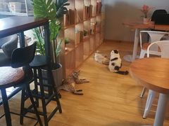 -Cappucimeow猫咪咖啡馆(韦伯时代店)