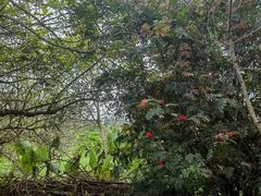 -华侨城湿地公园