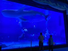 -烟台海昌鲸鲨海洋公园