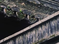 -上海醉白池公园
