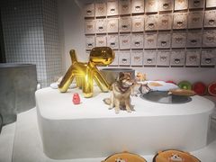 -柴务处·柴犬主题狗咖