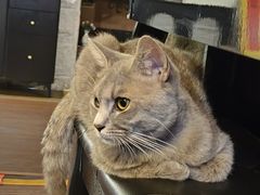 -猫岛主趣味餐厅(鼓浪屿店)