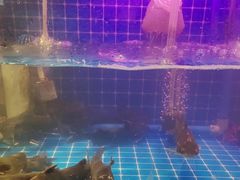 -银鲨海鲜烤肉火锅自助餐厅(五星店)