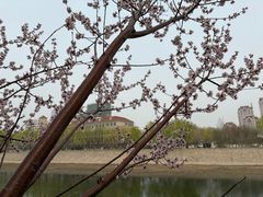 -桃花堤公园