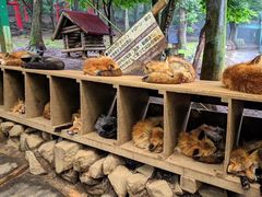 -宫城藏王狐狸村