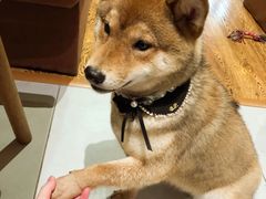 -柴务处·柴犬主题狗咖