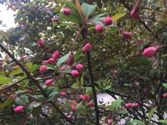 -上海佘山国家森林公园西佘山园