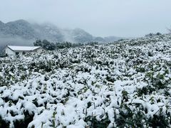 -中国茶叶博物馆(双峰馆区)