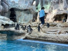 -帝企鹅自助餐厅•儿童岛•真企鹅(长隆企鹅酒店)