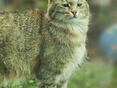 -青藏高原野生动物园