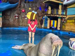 -烟台海昌鲸鲨海洋公园