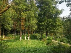 -重庆彩云湖湿地公园