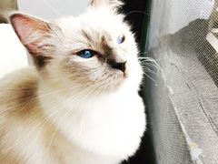 -喵的天空名猫咖啡馆·撸猫·猫舍·用品