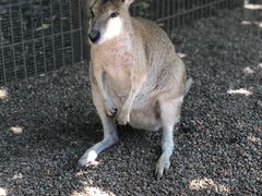 -费瑟代尔野生动物园