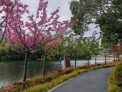-新江湾城公园