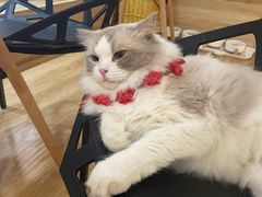 -滚猫咖啡·猫咖·猫友好撸猫(未来城店)