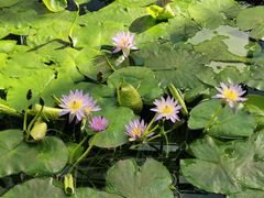 -国家植物园南园