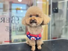 -车接车送·寄养洗护·德文猫舍(大宁店)