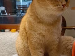 -米乐乖乖猫咪咖啡馆·猫咖(深圳湾后海汇店)