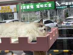-青奢宠物·青奢猫舍