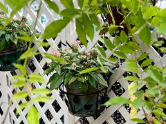 -柴犬高等学院·狗咖·柴犬售卖·宠物训练