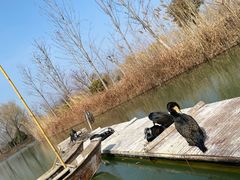 -泗洪洪泽湖湿地景区